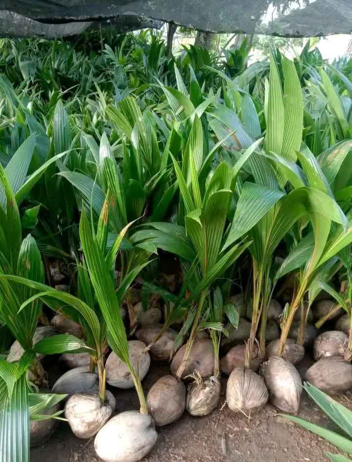 Bibit Kelapa Kopyor Adalah